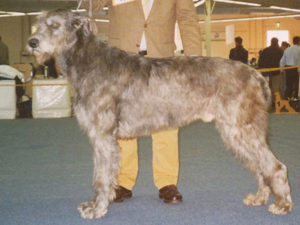 Xorcist von der Oelmuehle | Irish Wolfhound 