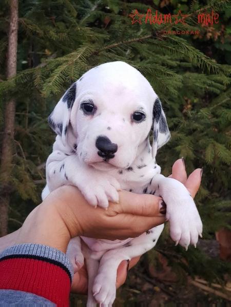 Dragokan Adam | Dalmatian 