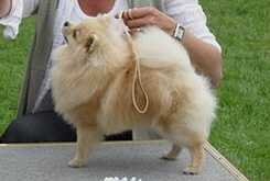 Englehunden's Donna | Pomeranian 