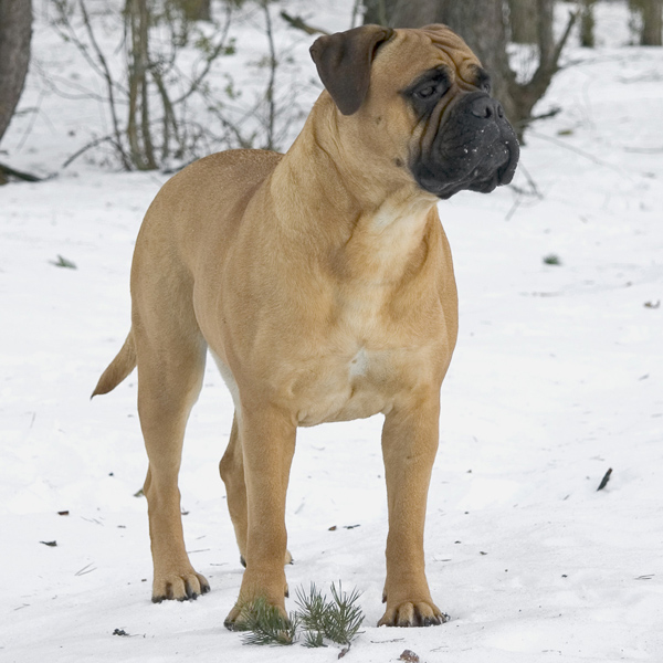 Rambull's Gin Blossom | Bullmastiff 