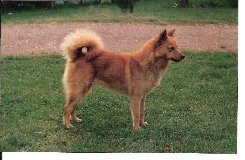 ELFI de la Cascade des Jarreaux | Finnish Spitz 