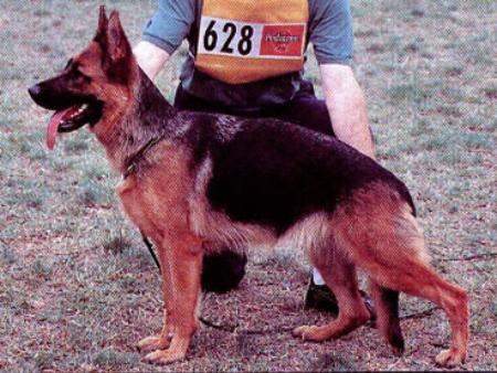 Gunda di Zenevredo | German Shepherd Dog 