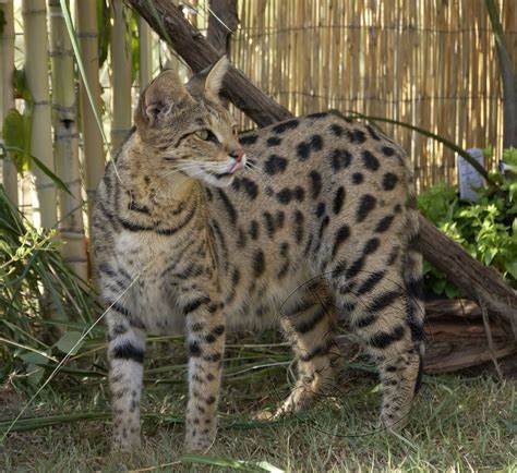 Savannah