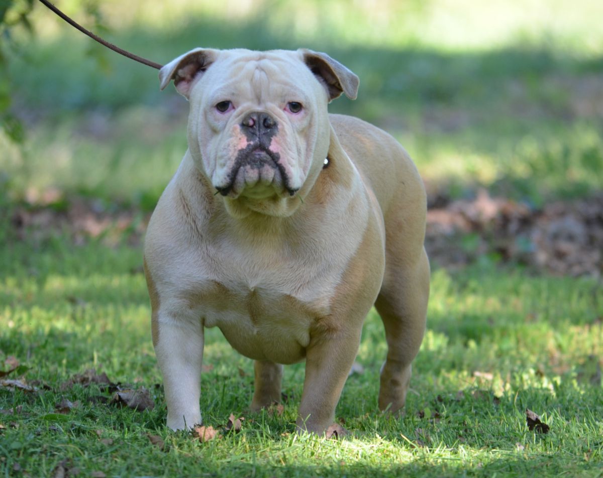 KHAOS' SETTING THE PACE | Olde English Bulldogge 