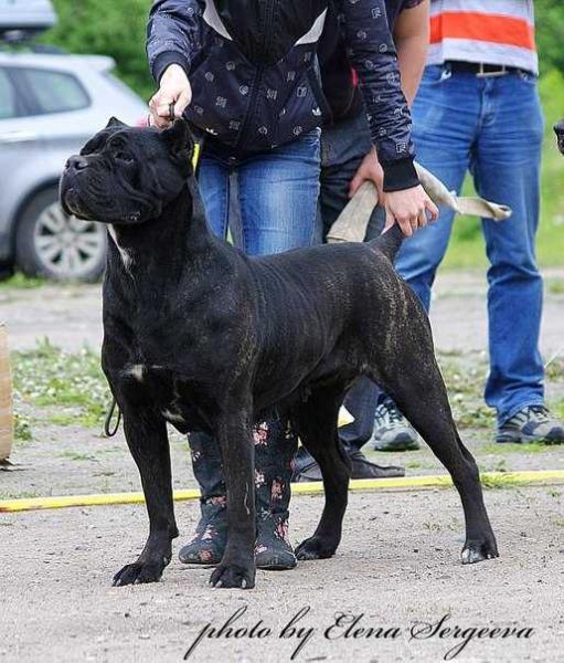 SUOMI CHIARA DI LUNA | Cane Corso 