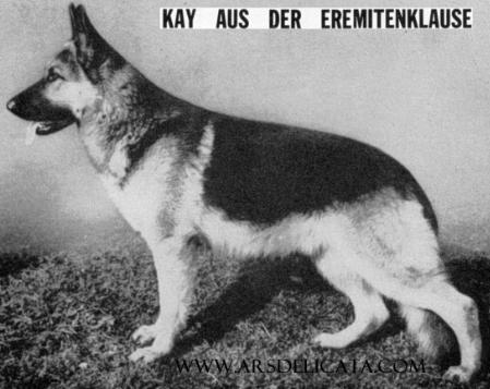 Kay aus der Eremitenklause | German Shepherd Dog 