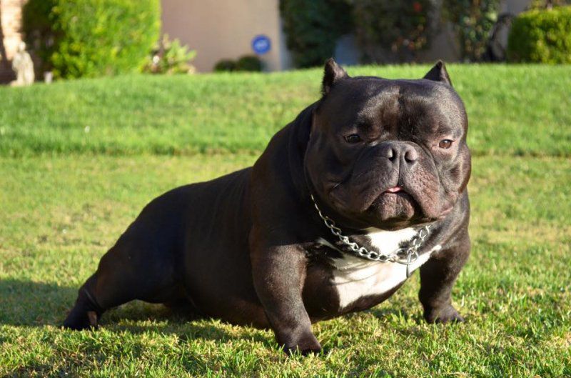 INKLINES ROACH | American Pit Bull Terrier 