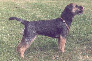 Heathberry's Booker Prize | Border Terrier 