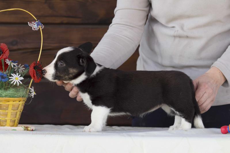 Sun Style Rafaelka Sladkaya | Cardigan Welsh Corgi 