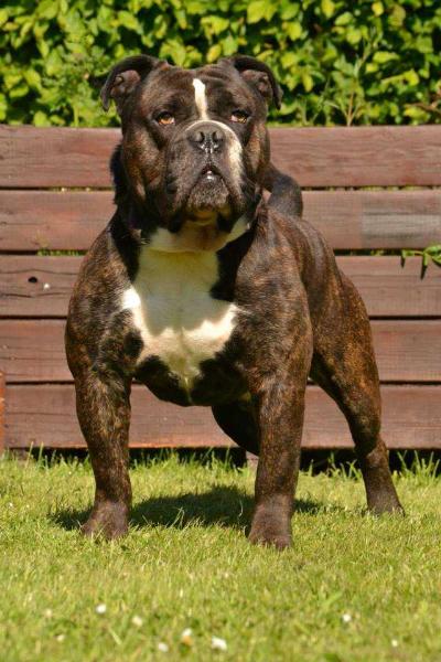 Off Bilano Mickey | Olde English Bulldogge 