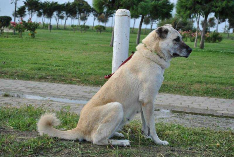 Sirin | Kangal 