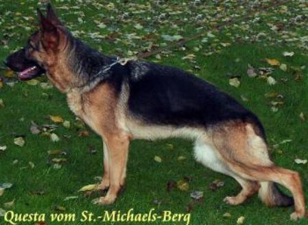 Questa vom St.-Michaels-Berg | German Shepherd Dog 