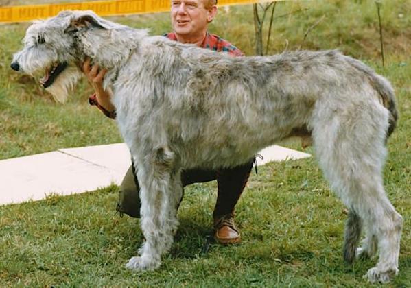 Quite Good von der Oelmühle | Irish Wolfhound 