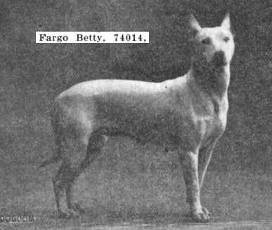 Fargo Betty (074014) | Bull Terrier 