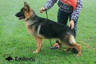 Ayko Von Di Az Talca | German Shepherd Dog 
