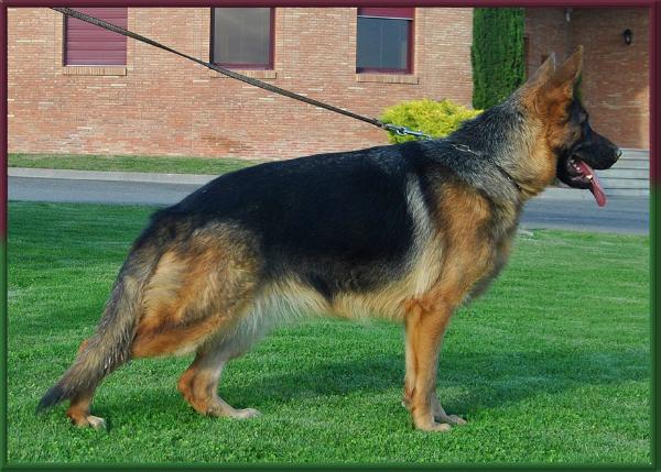 Alba del Somo | German Shepherd Dog 