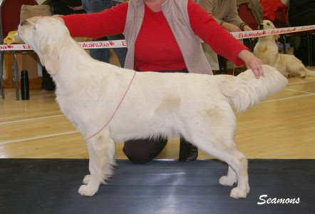 Summeramba Sherbert Lemon | Golden Retriever 