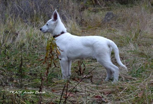 Trace Acabo Czech | White Swiss Shepherd Dog 