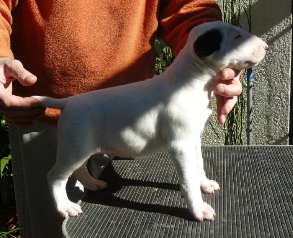 Thingol de Ainulindale | Bull Terrier 