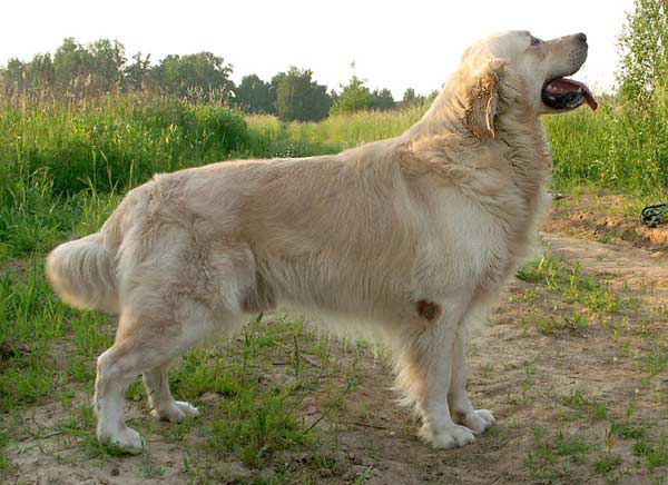 West Fantasy Staszel | Golden Retriever 