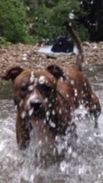 JEROS 3 | American Staffordshire Terrier 