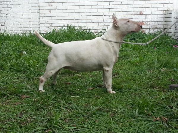 Delta de Peracho | Bull Terrier 