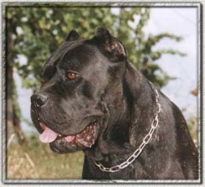 Anita | Cane Corso 