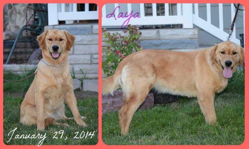 CK'S Princess Laya | Golden Retriever 