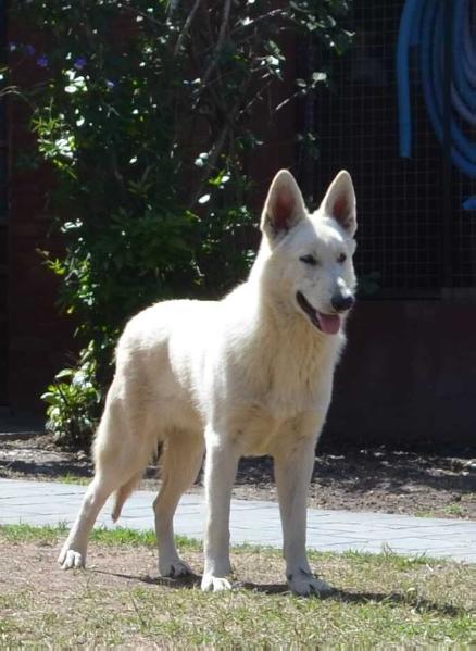 HANS HAUS SCHMIDT | White Swiss Shepherd Dog 