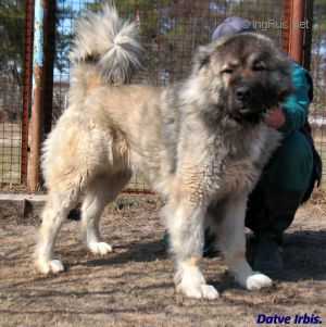 Datve Irbis | Caucasian Mountain Dog 