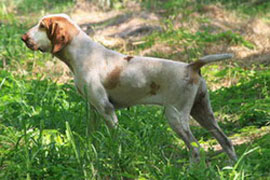 Quieta Polcevera's | Bracco Italiano 