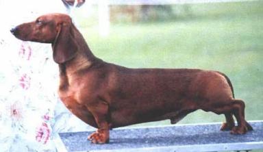 Laen Honor Bound | Dachshund 