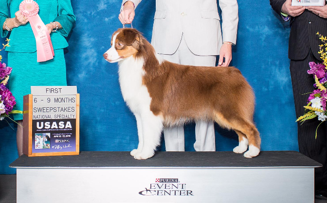 Limelite's The New Black | Australian Shepherd 