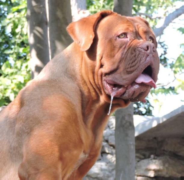 de las dunas iskra | Dogue de Bordeaux 