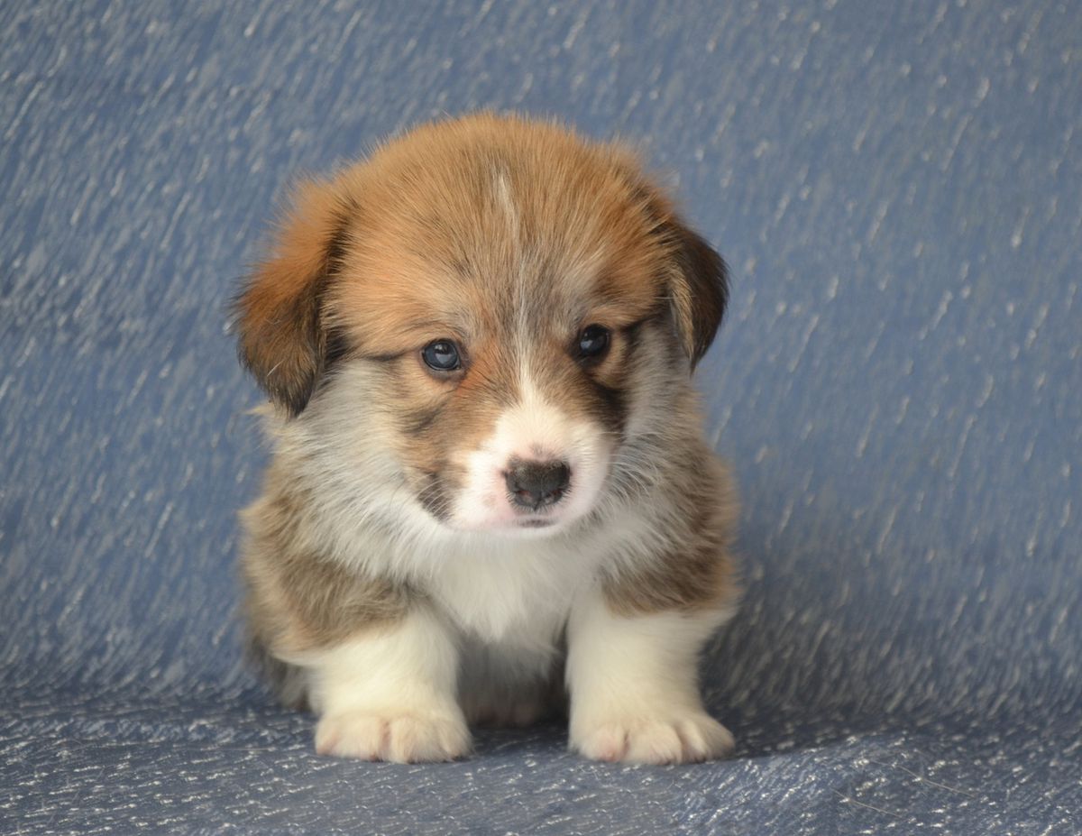 TERRA CAURI HARTLEY LYON (nb) | Pembroke Welsh Corgi 
