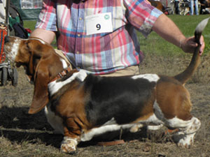 Bellissimo of Riverside | Basset Hound 