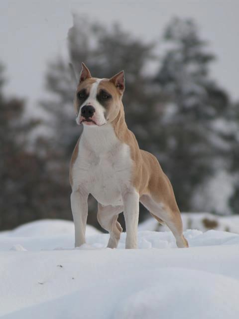 Lorely from Serendipity Staff | American Staffordshire Terrier 