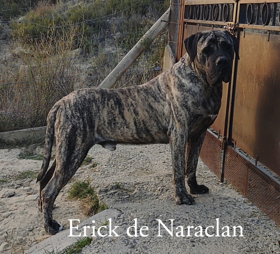 Erick de Naraclan | Perro de Presa Canario 