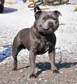 CHARMONICS BLUE REBEL YELL | Staffordshire Bull Terrier 