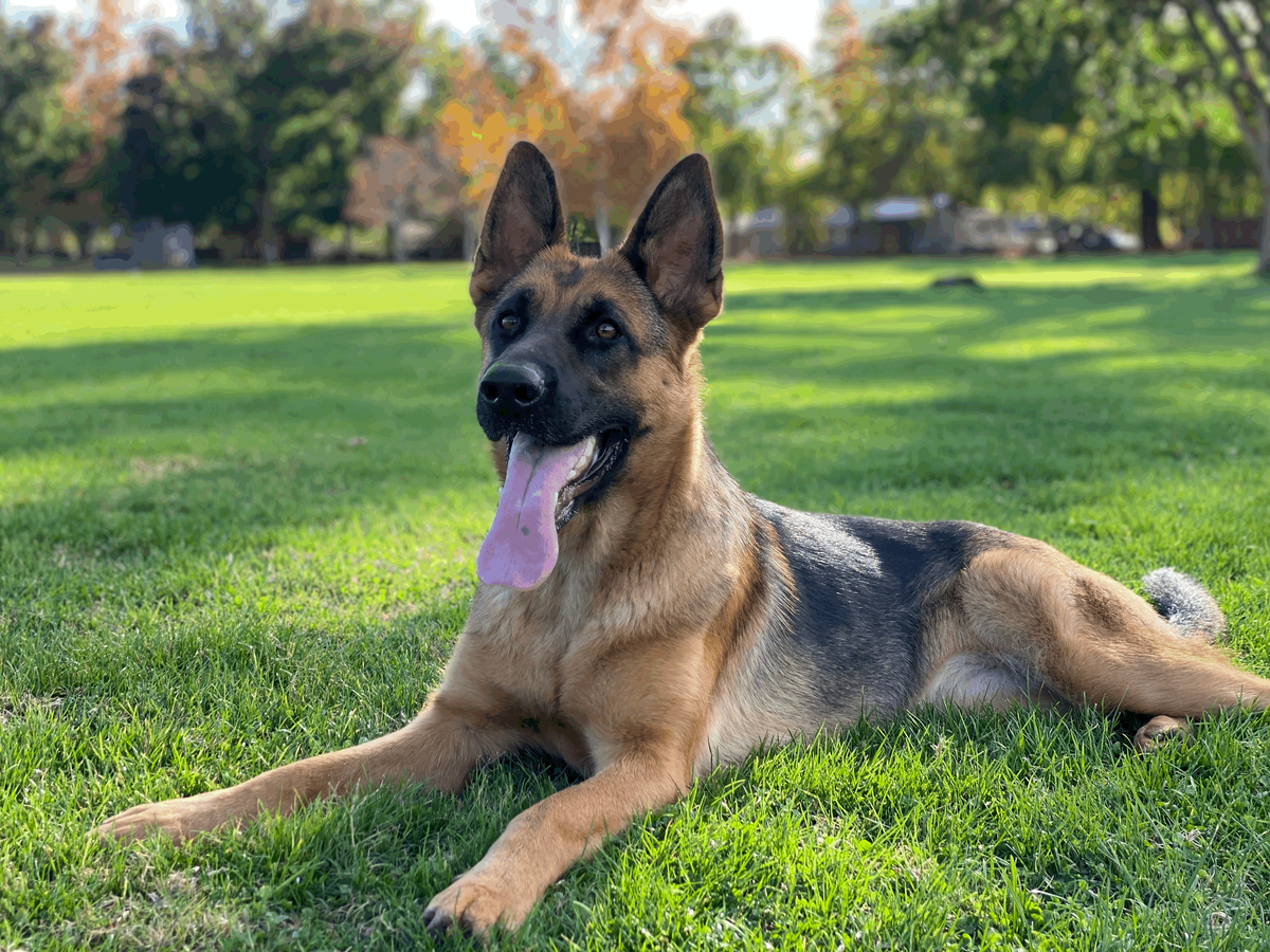 Cali Von Sotelo | German Shepherd Dog 