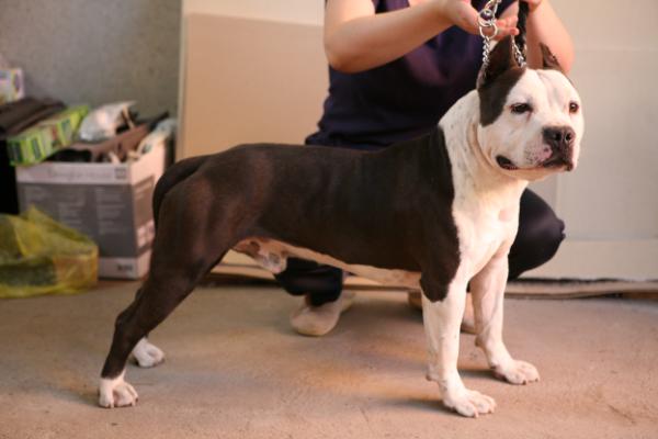 Body Guard Top Power | American Staffordshire Terrier 