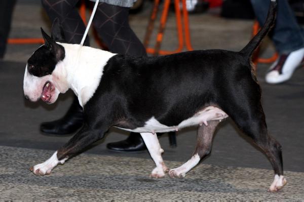 Trick Or Treat Catawampus | Bull Terrier 