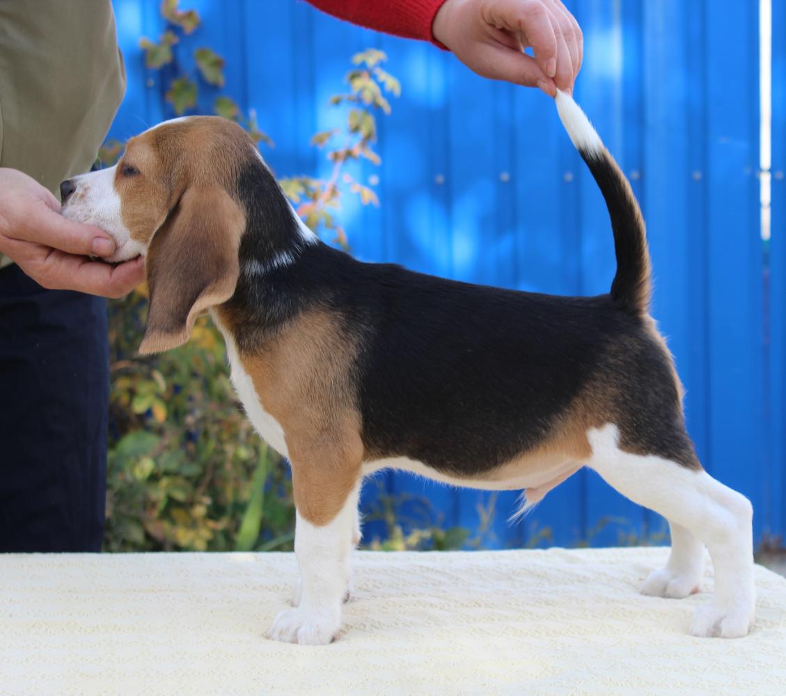 Lastik Teren | Beagle 