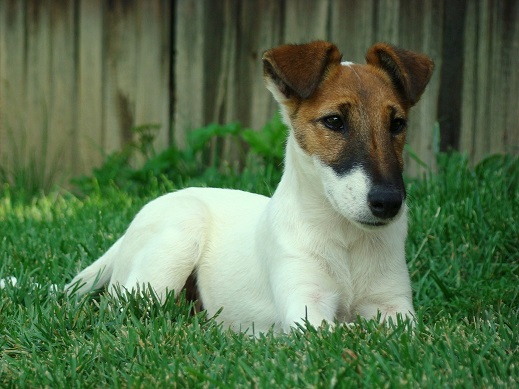 Flora z Karpatských strání | Smooth Fox Terrier 