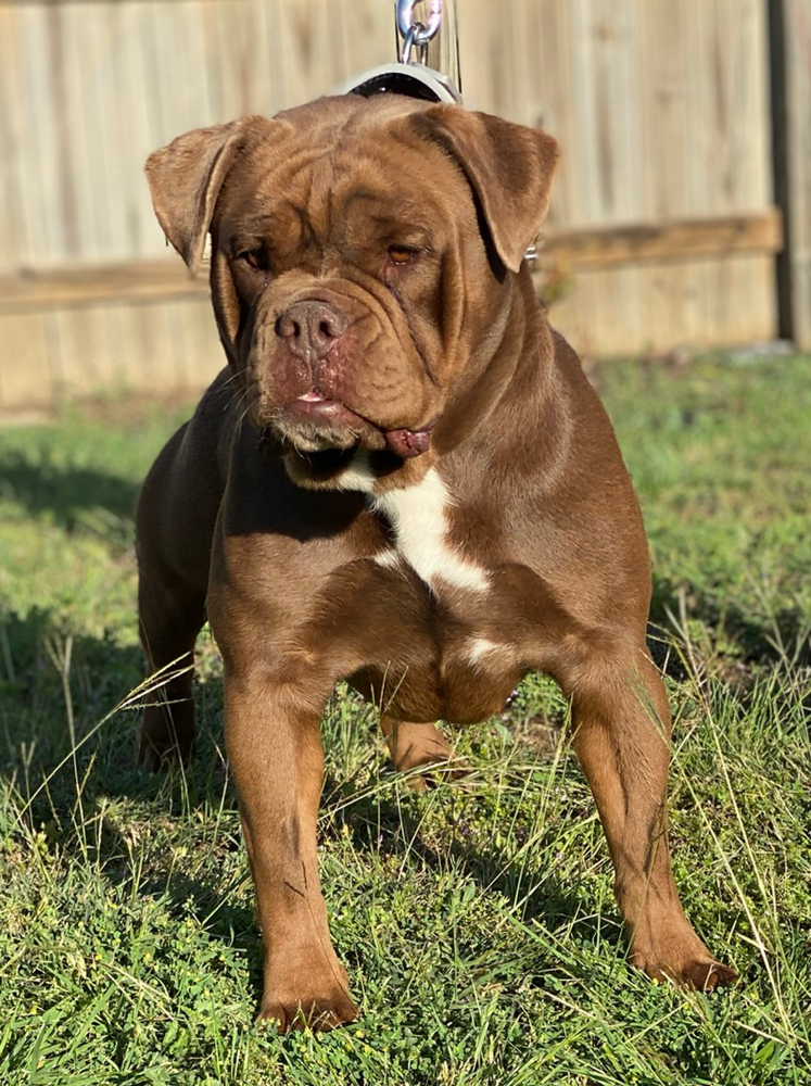 Nuyorican Bulldogges Kardi A | Olde English Bulldogge 