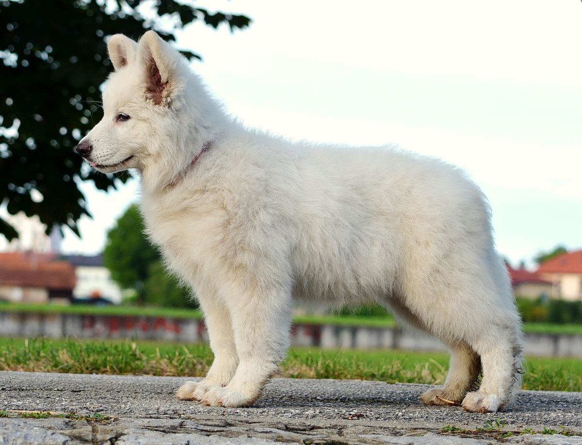 Charming Tina od bijelih andela | White Swiss Shepherd Dog 