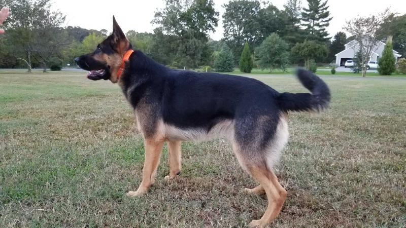 Ruggiero Jax Vom Gertz Camara | German Shepherd Dog 