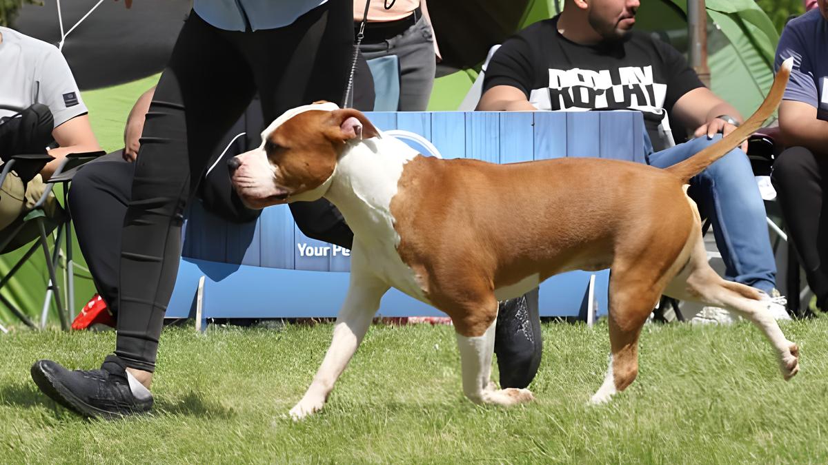 Karballido Staffs El Toro Valiente | American Staffordshire Terrier 