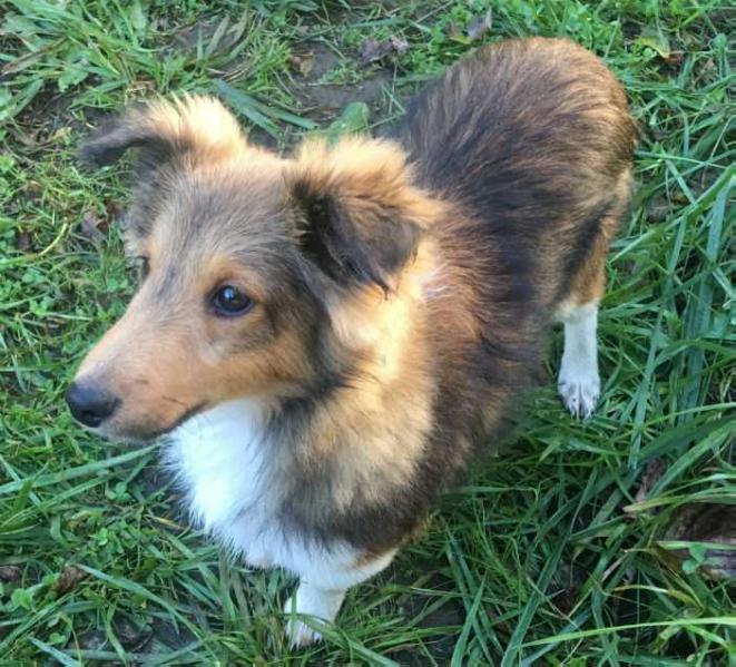 Elaraia Magma N Diamonds For Heracles | Shetland Sheepdog 