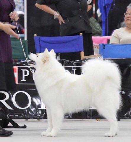 ArticCross N Bilrost Sun Glitter Dare to Shine | Samoyed 